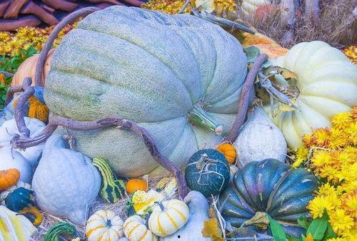 长工吃瓜,一场乡村生活的甜蜜回忆  第2张