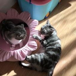 吃瓜粉红猫,揭秘娱乐圈的甜蜜与苦涩  第2张