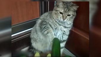 吃瓜粉红猫,揭秘娱乐圈的甜蜜与苦涩  第3张