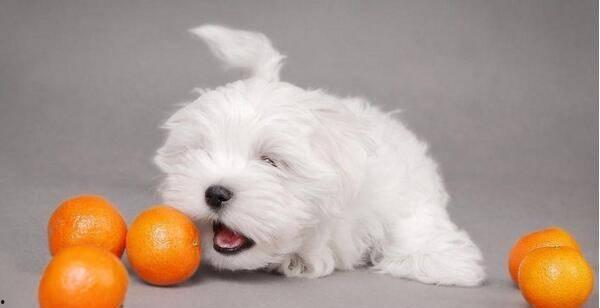 狗狗可以吃籽瓜,籽瓜,狗狗的新宠 第2张 狗狗可以吃籽瓜,籽瓜,狗狗的新宠 第2张