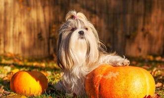 狗狗可以吃籽瓜,籽瓜,狗狗的新宠 第3张 狗狗可以吃籽瓜,籽瓜,狗狗的新宠 第3张