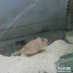 吃瓜狗头头像  第2张