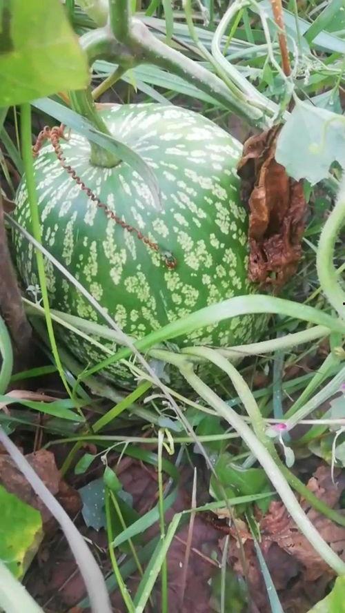 吃瓜神级配图,神级配图大盘点 第1张 吃瓜神级配图,神级配图大盘点 第1张