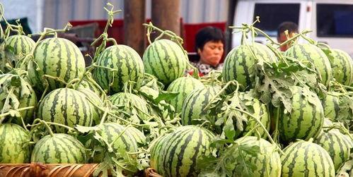 缅北老瓜新吃还是老吃 第2张 缅北老瓜新吃还是老吃 第2张