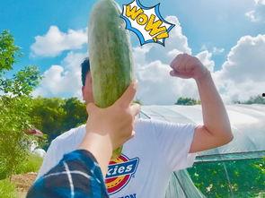 网红吃瓜热门,揭秘娱乐圈最新热点事件 第2张 网红吃瓜热门,揭秘娱乐圈最新热点事件 第2张